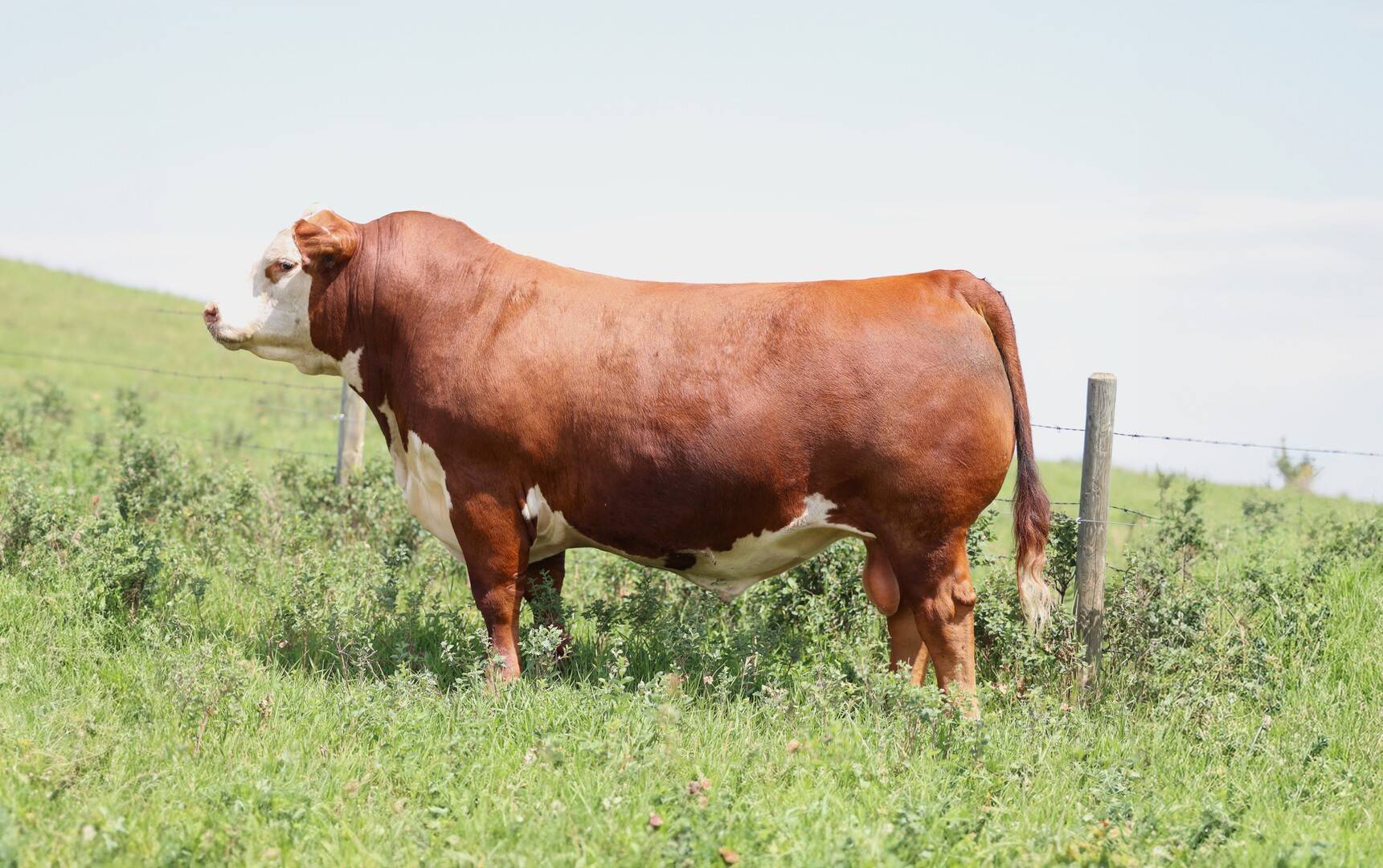 Hereford Sires for Sale | MJT Cattle Co. Ltd., Canada